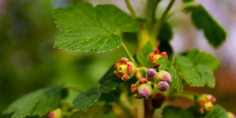 Gemmothérapie - Les bourgeons, source de vitalité et de bienfaits naturels