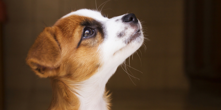 Les animaux méritent eux aussi la médecine naturelle !