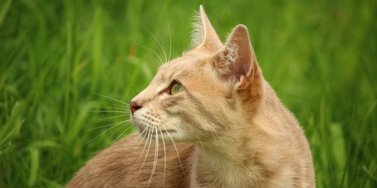 Mutuelles pour animaux : les médecines douces remboursées