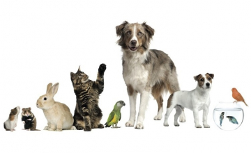 Les vétérinaires s’y mettent aussi