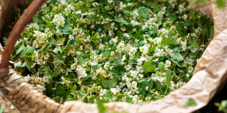 Cultivez vos remèdes !