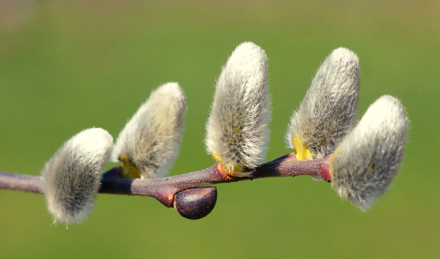 En mars, relancez votre énergie vitale