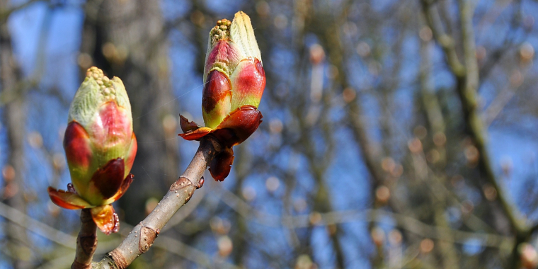 La gemmothérapie recommandée de l'été