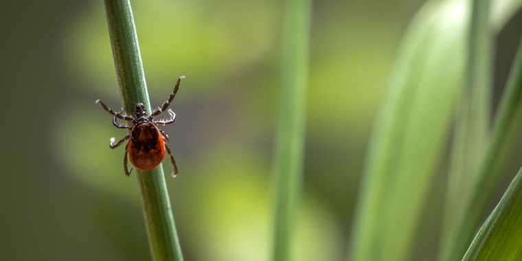 Borréliose de Lyme