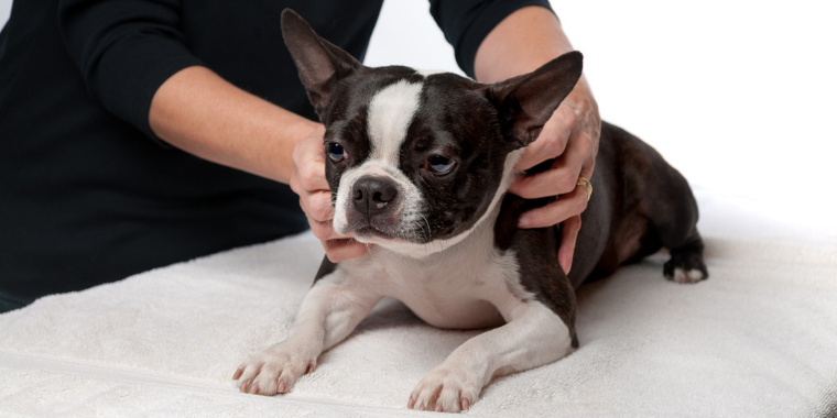 Le shiatsu pour les chiens